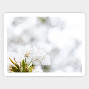 White cherry blossoms Sticker